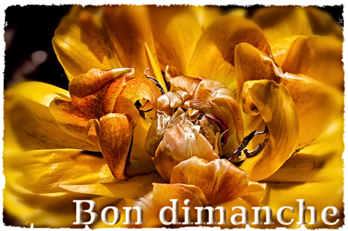 Dimanche tulipe jaune