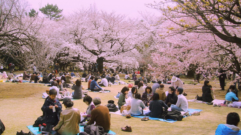 Hanami 01