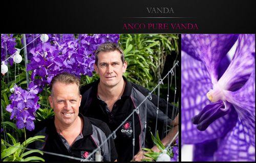 Vanda anco 10