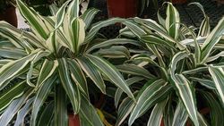 Dracaena