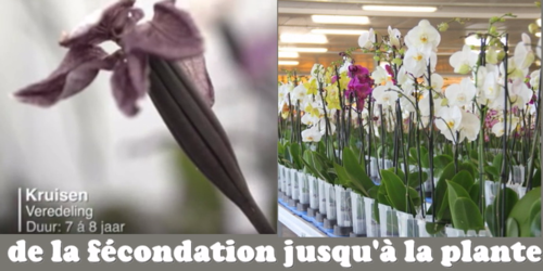 Ter Laak Orchidées