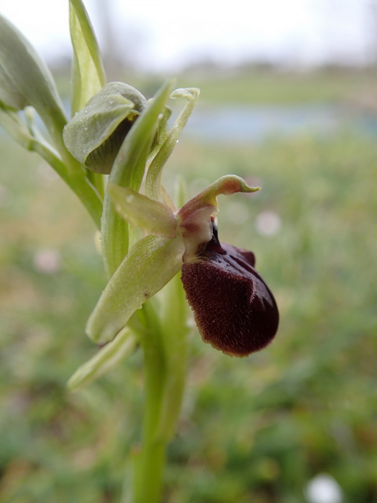 Orchis-araignée