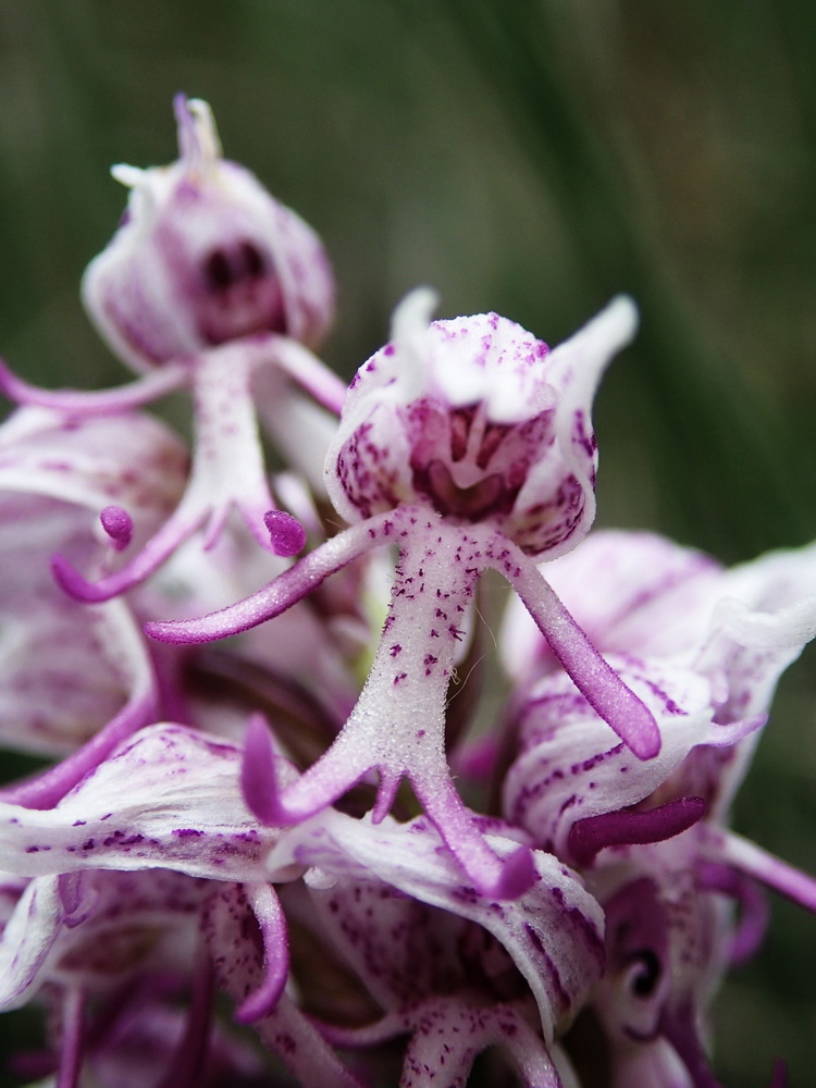 Orchis-singe