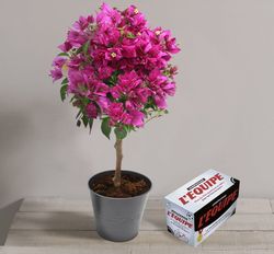 Interflora bougainvillier et quizz