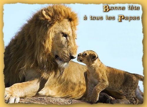 Lion f des peres 1