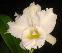 Orchid cattleya blanc