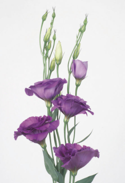 Lysianthus Bleu_reference