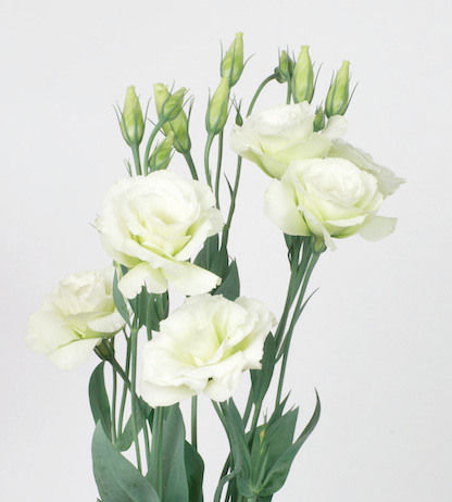 Lysianthus Vert_reference