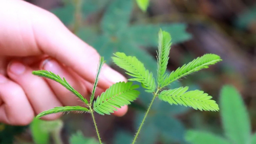 Mimosa pudica 3