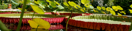 Dehortus victoria régina