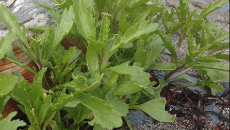 Plante caquillier édentulé ou roquette de mer