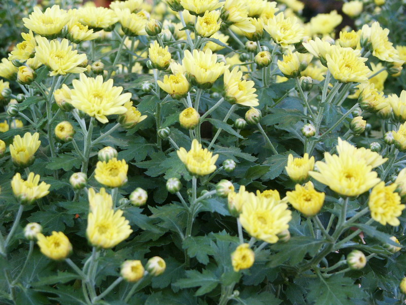 Chrysantheme jaune boutons
