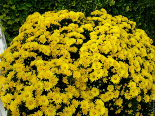 Osez le Chrysanthème chez vous ! - Le pouvoir des fleurs