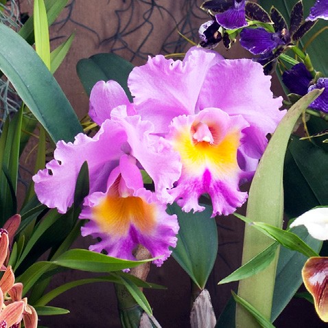 OHF Orchidée Cattleya