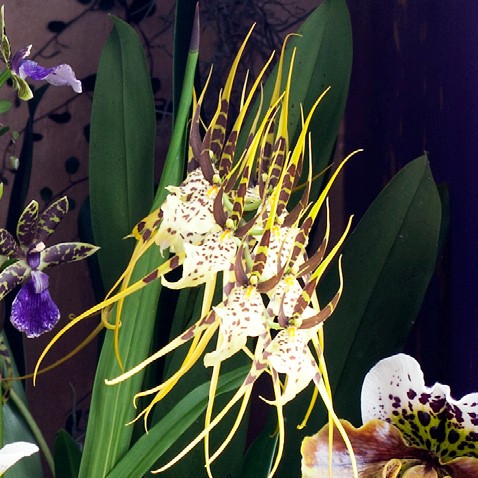 OHF Orchidée Brassia