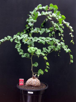 Dioscorea-elephantipes-9