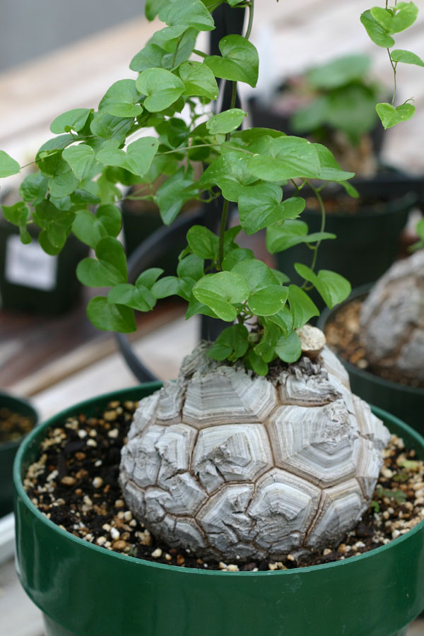 Dioscorea-elephantipes-10