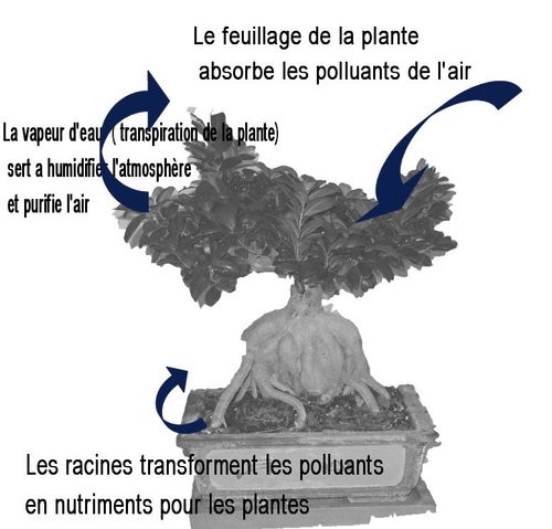 Plante_dépolluante_J-Bruffin