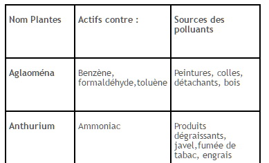 Plantes_polluantes_liste_J-Bruffin