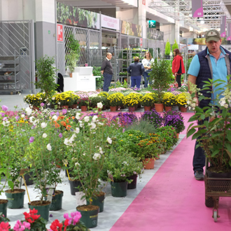 Rungis-carreau-plantes-pots