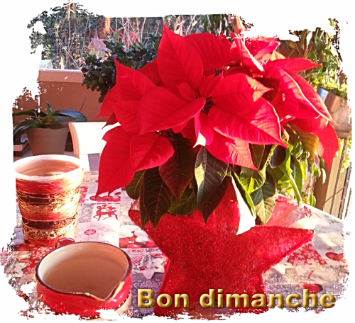 Poinsettia dimanche