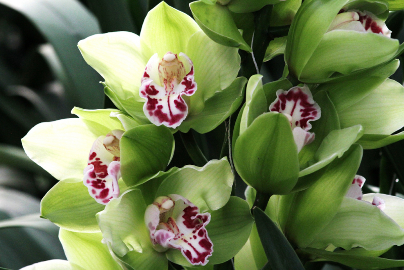 Cymbidium_04