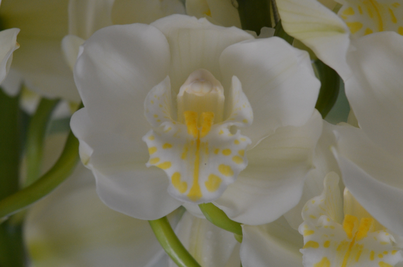 Cymbidium_01