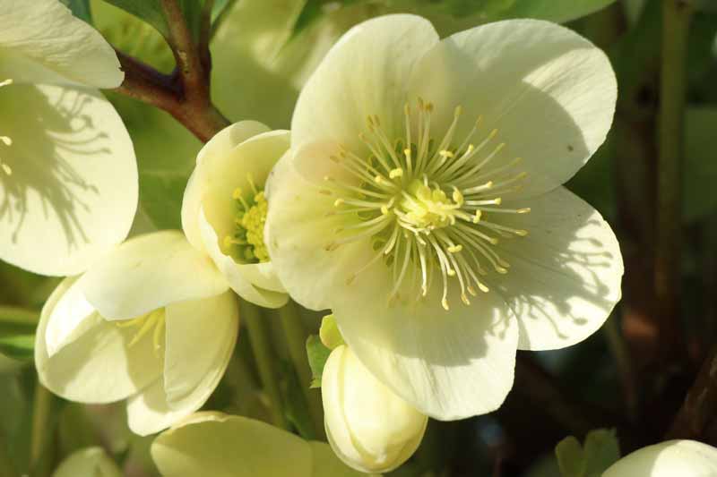 Helleborus_00