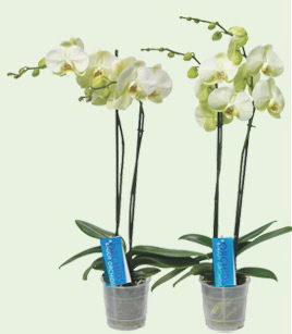 Orchidée-Phalaenopsis_02