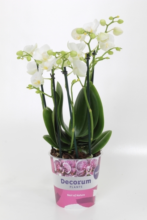 Orchidée-Phalaenopsis_Guan'Amah