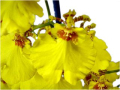 Orchidée Oncidium JB