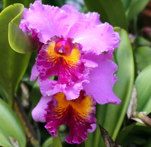 Orchidée Cattleya JB