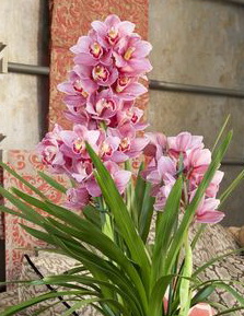 Orchidéée Cymbidium JB