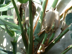 Monstera fleur