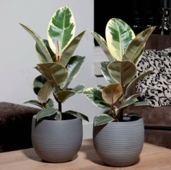 Ficus elastica 02