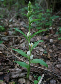 Orchidée Cephalanthera damasonium