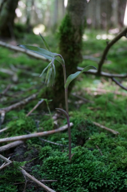 Orchidée Epipactis pupurata