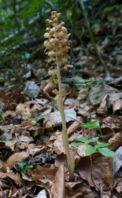 Orchidée Néottie bid d'oiseau