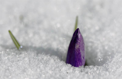 Crocus neige 1