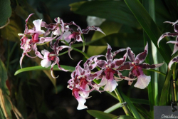 Orchidee-oncidium-peggy-ruth-carpenter