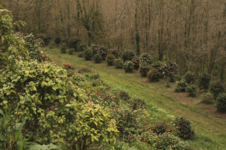 Pépiniere-Gaujacq-camellia