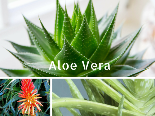 Aloe-Vera