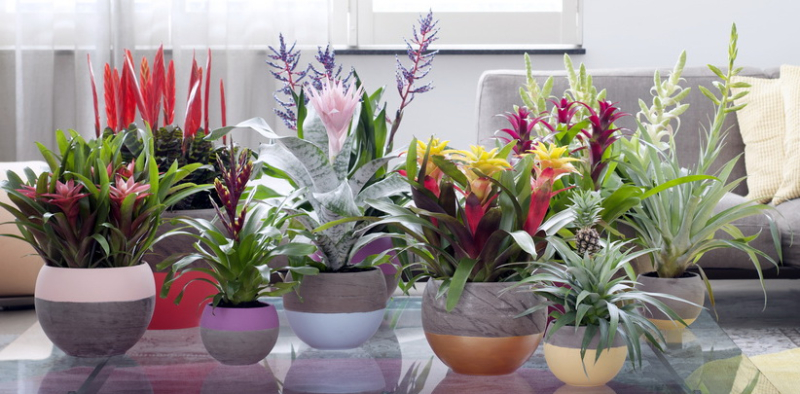 Bromelia_04