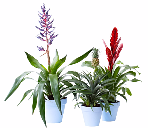 Bromelia_02