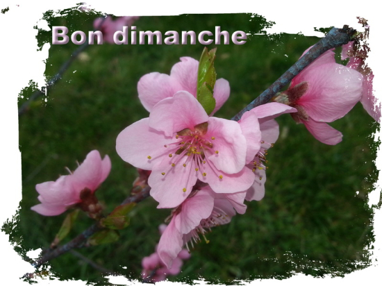 Bon dimanche - Le pouvoir des fleurs