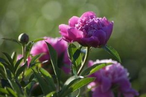 Var-terre-des-fleurs-pivoine-plein-champ