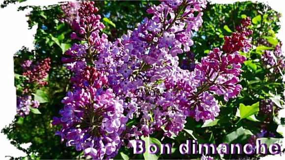 Lilas