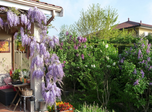 Glycine et lilas_01