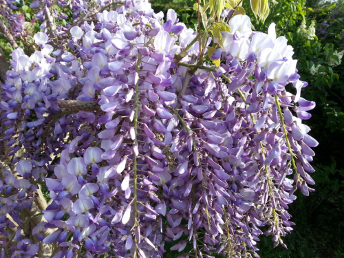 Glycine_02