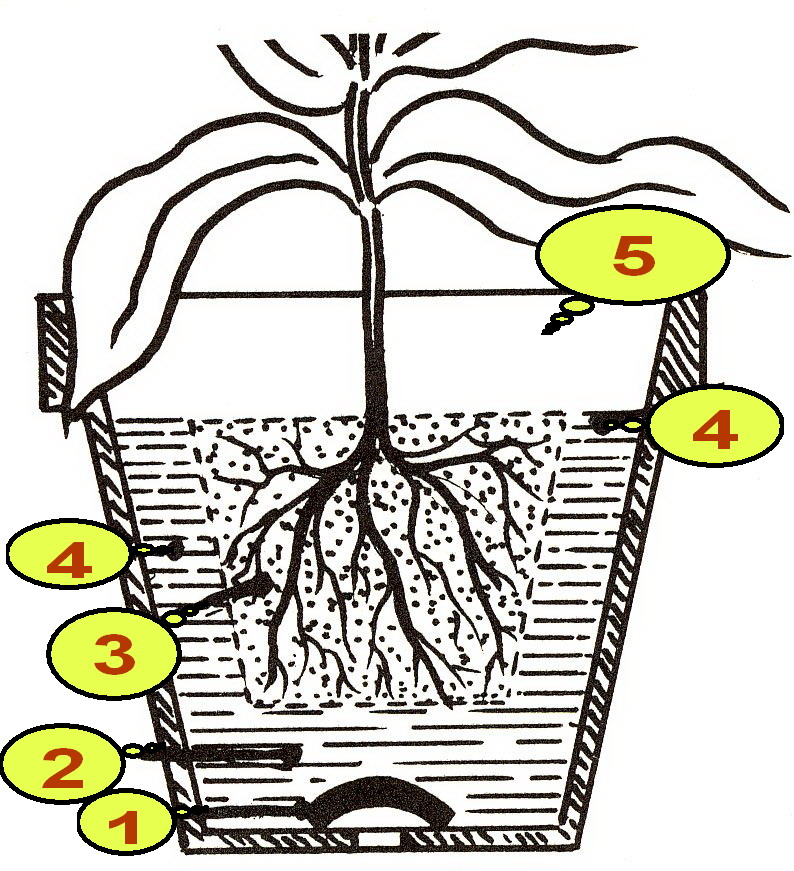 Plante rempotage